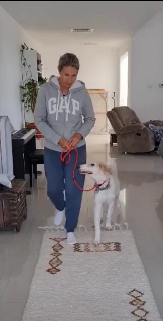 dog trainer